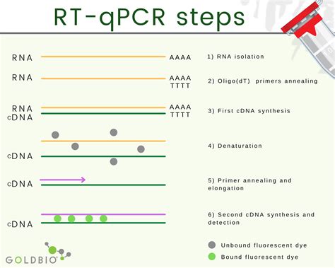 vault rt qpcr test